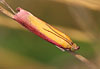 Oncocera semirubella